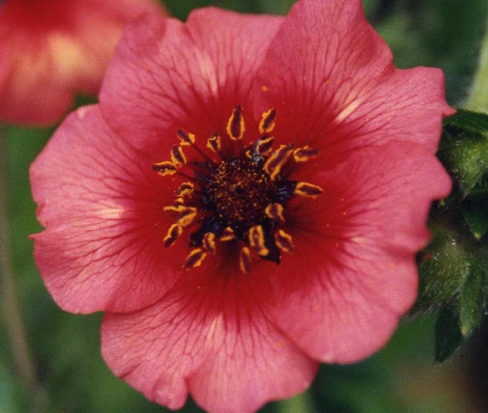 Potentilla nepalensis 'Miss Willmott' photo